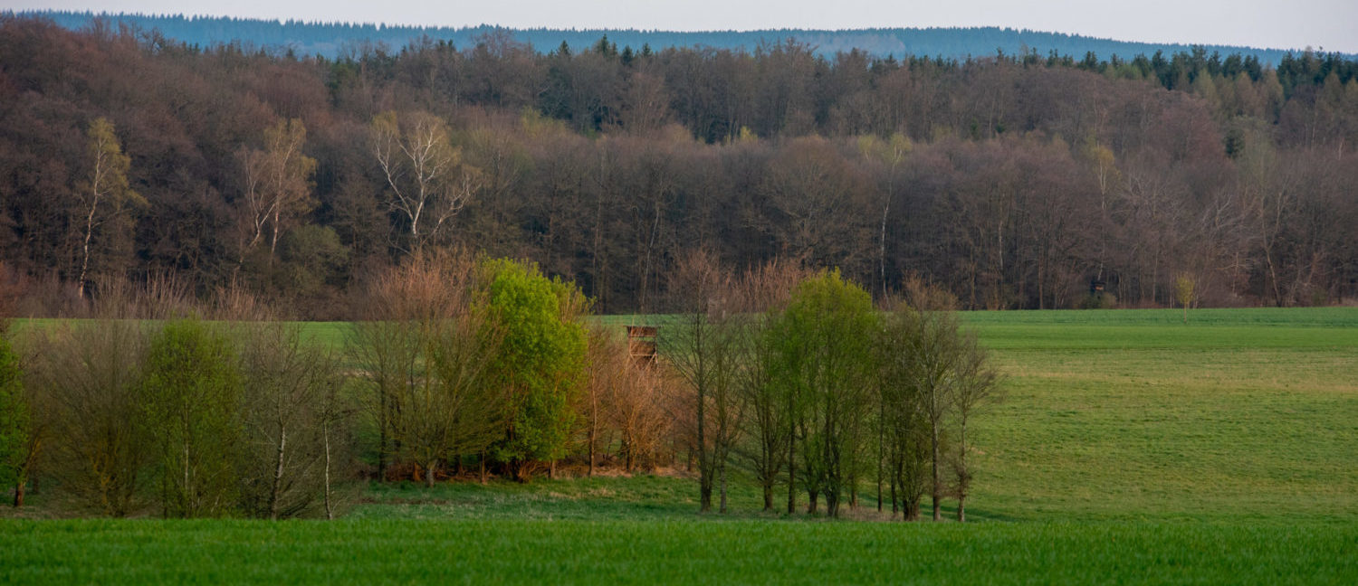 Frühling_4